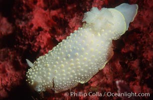 Yellow-marginate nudibranch, Cadlina luteomarginata, Monterey Peninsula, California