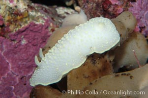 Yellow-lined nudibranch, Cadlina luteomarginata