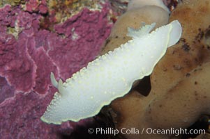 Yellow-lined nudibranch, Cadlina luteomarginata