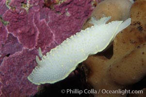 Yellow-lined nudibranch, Cadlina luteomarginata