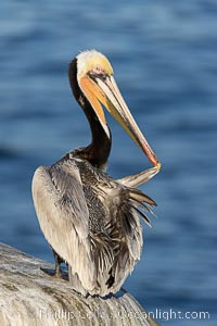 California brown pelican orange morph, preening its feathers while on cliffs over the ocean. While this adult brown pelican exhibits the brown hind neck of a breeding adult, it displays an unusual orange throat rather than the more typical red, Pelecanus occidentalis, Pelecanus occidentalis californicus, La Jolla