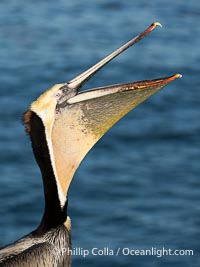 Yellow morph California brown pelican performing a head throw, with distinctive winter breeding plumage including dark brown nape and yellow head feathers. Note the unusual yellow gular throat pouch, Pelecanus occidentalis californicus, Pelecanus occidentalis, La Jolla