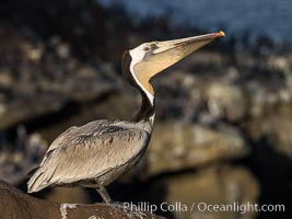 Yellow Morph California Brown Pelican Portrait, note the distinctive winter mating plumage but the unusual yellow throat and near-absence of yellow feathers on the head, Pelecanus occidentalis, Pelecanus occidentalis californicus, La Jolla