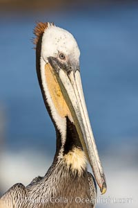 Yellow Morph California Brown Pelican Portrait, note the distinctive winter mating plumage but the unusual yellow throat and pure white head with just a touch of mottling, Pelecanus occidentalis, Pelecanus occidentalis californicus, La Jolla