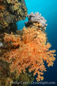 Yellow soft corals cover pristine south pacific coral reef, extending in strong ocean currents to capture passing planktonic food, Dendronephthya