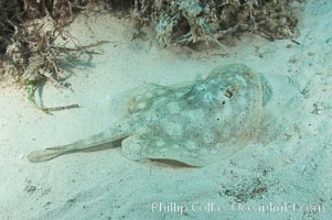 Yellow stingray, Urobatis jamaicensis, Great Isaac Island