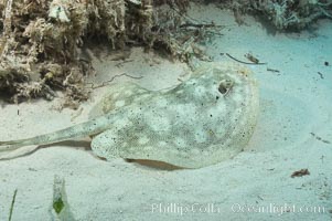 Yellow stingray, Urobatis jamaicensis, Great Isaac Island