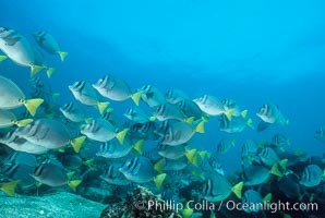 Yellow-tailed surgeonfish, Cape Marshall, Prionurus laticlavius, Isabella Island