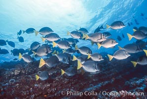 Yellow-tailed surgeonfish, Devils Crown, Floreana Island