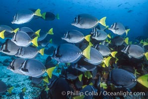 Yellow-tailed surgeonfish, Devils Crown, Prionurus laticlavius, Floreana Island