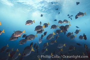 Yellow-tailed surgeonfish, Prionurus laticlavius