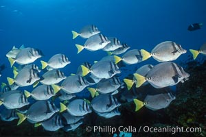 Yellow-tailed surgeonfish, Cape Marshall, Prionurus laticlavius, Isabella Island