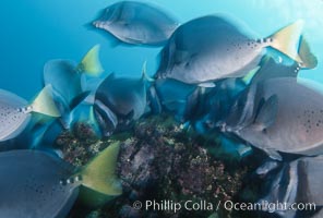 Yellow-tailed surgeonfish, Cape Marshall, Prionurus laticlavius, Isabella Island