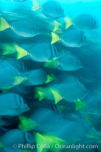 Yellowtail surgeonfish, motion blur, Prionurus laticlavius, Cousins