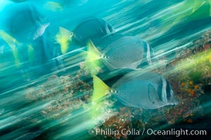 Yellowtail surgeonfish, motion blur, Prionurus laticlavius, Cousins