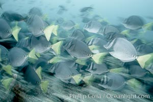 Yellowtail surgeonfish, motion blur, Prionurus laticlavius, Cousins