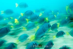 Yellowtail surgeonfish, motion blur, Prionurus laticlavius, Cousins