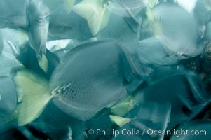 Yellowtail surgeonfish, motion blur, Prionurus laticlavius, Cousins