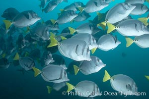 Yellowtail surgeonfish, Prionurus laticlavius, Cousins