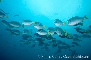 Yellowtail surgeonfish, Prionurus laticlavius, Cousins