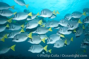 Yellowtail surgeonfish, Prionurus laticlavius, Cousins