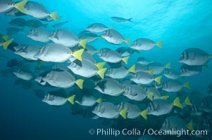 Yellowtail surgeonfish, Prionurus laticlavius, Cousins