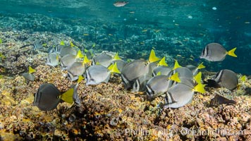 Yellow-tailed surgeonfish foraging on reef for food, Los Islotes, Baja California, Mexico