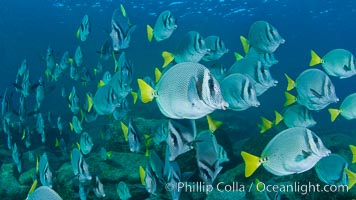 Yellow-tailed surgeonfish schooling, Sea of Cortez, Baja California, Mexico, Prionurus laticlavius