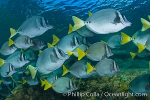 Yellow-tailed surgeonfish schooling, Sea of Cortez, Baja California, Mexico, Prionurus laticlavius