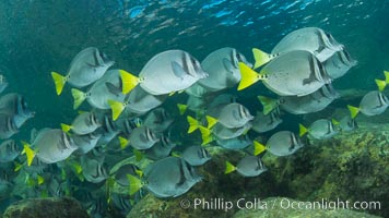 Yellow-tailed surgeonfish schooling, Sea of Cortez, Baja California, Mexico, Prionurus laticlavius