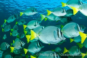 Yellow-tailed surgeonfish schooling, Sea of Cortez, Baja California, Mexico, Prionurus laticlavius