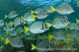  Yellow-tailed surgeonfish schooling, Sea of Cortez, Baja California, Mexico.