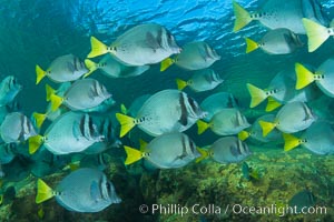 Yellow-tailed surgeonfish schooling, Sea of Cortez, Baja California, Mexico, Prionurus laticlavius