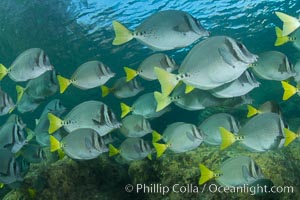 Yellow-tailed surgeonfish schooling, Sea of Cortez, Baja California, Mexico, Prionurus laticlavius
