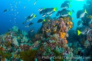 Yellow-tailed surgeonfish schooling over reef at sunset, Sea of Cortez, Baja California, Mexico