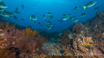 Yellow-tailed surgeonfish schooling over reef at sunset, Sea of Cortez, Baja California, Mexico