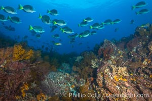 Yellow-tailed surgeonfish schooling over reef at sunset, Sea of Cortez, Baja California, Mexico