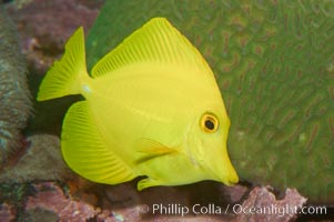 Yellow tang, Zebrasoma flavescens