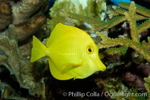 Yellow tang, Zebrasoma flavescens