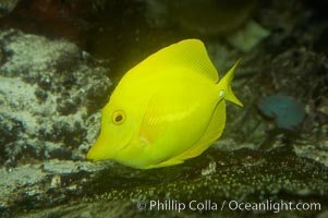 Yellow tang, Zebrasoma flavescens