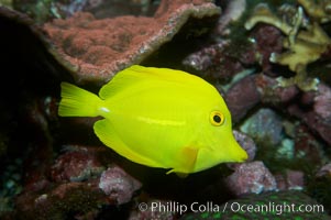 Yellow tang, Zebrasoma flavescens