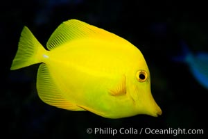 Yellow tang, Zebrasoma flavescens