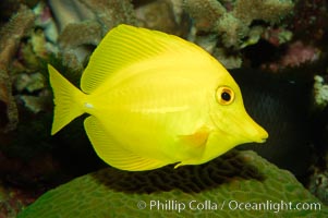 Yellow tang, Zebrasoma flavescens