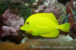 Yellow tang, Zebrasoma flavescens