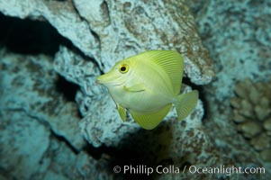 Yellow tang, Zebrasoma flavescens