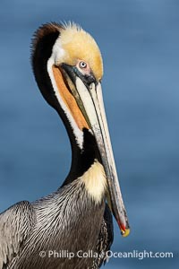 California brown pelican breeding plumage portrait, with brown hind neck, yellow head but with a yellow-orange throat instead of red, Pelecanus occidentalis californicus, Pelecanus occidentalis, La Jolla