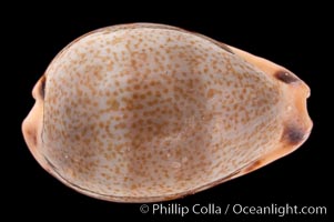 Yellow-toothed Cowrie, Cypraea xanthodon