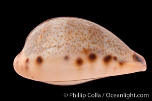 Yellow-toothed Cowrie, Cypraea xanthodon