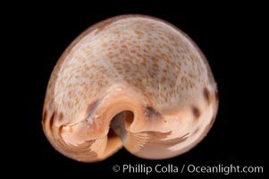 Yellow-toothed Cowrie, Cypraea xanthodon