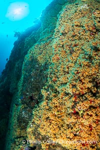 The rare yellow zoanthid anemone Epizoanthus giveni, in large aggregations on the Yellow Wall at Farnsworth Banks, Catalina Island